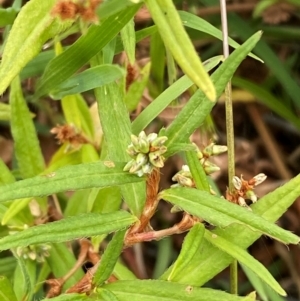 Persicaria prostrata at Bluetts Block (402, 403, 12, 11) - 16 Feb 2024 01:03 PM