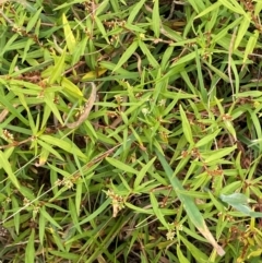 Persicaria prostrata at Bluetts Block (402, 403, 12, 11) - 16 Feb 2024