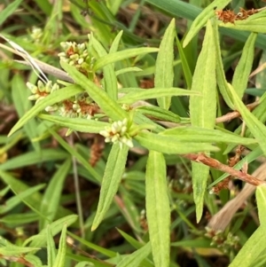 Persicaria prostrata at Bluetts Block (402, 403, 12, 11) - 16 Feb 2024