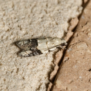 Tracholena sulfurosa at Harrison, ACT - 15 Feb 2024 08:33 PM