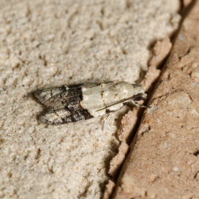 Tracholena sulfurosa (A tortrix moth) at Harrison, ACT - 15 Feb 2024 by DPRees125