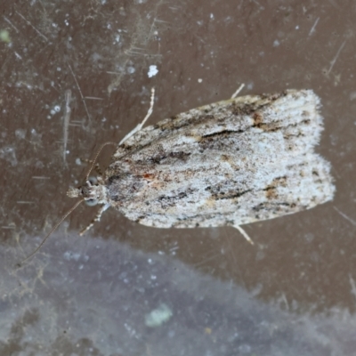 Acropolitis (genus) (A Tortricid moth) at Moruya, NSW - 16 Feb 2024 by LisaH
