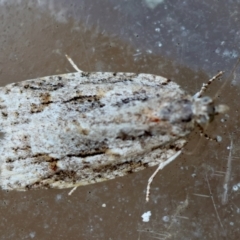 Acropolitis (genus) at Moruya, NSW - 16 Feb 2024