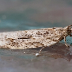 Acropolitis (genus) at Moruya, NSW - 16 Feb 2024