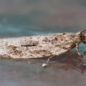 Acropolitis (genus) at Moruya, NSW - 16 Feb 2024