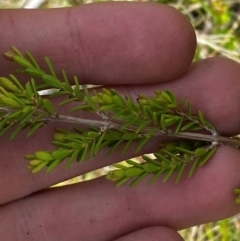 Baeckea utilis (Mountain Baeckea) at Cotter River, ACT - 6 Jan 2024 by Tapirlord