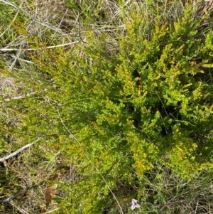 Baeckea utilis at Namadgi National Park - 6 Jan 2024