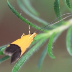 Crocanthes micradelpha (A longhorned moth) at Moruya, NSW - 16 Feb 2024 by LisaH