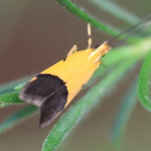 Crocanthes micradelpha at Moruya, NSW - suppressed