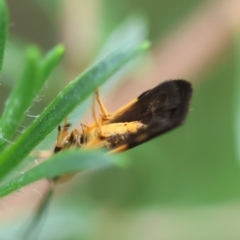 Crocanthes micradelpha at Moruya, NSW - suppressed