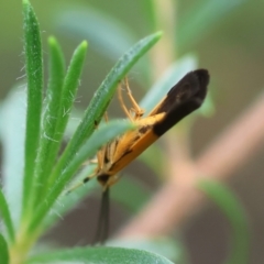 Crocanthes micradelpha at Moruya, NSW - suppressed