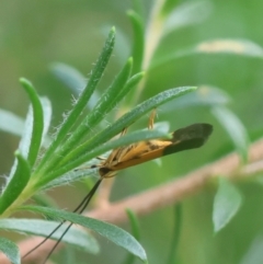 Crocanthes micradelpha at Moruya, NSW - suppressed