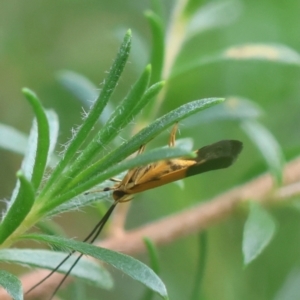 Crocanthes micradelpha at Moruya, NSW - suppressed