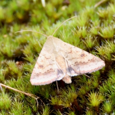 Helicoverpa armigera (Cotton bollworm, Corn earworm) at Broulee Moruya Nature Observation Area - 16 Feb 2024 by LisaH