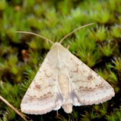 Helicoverpa armigera at Moruya, NSW - suppressed