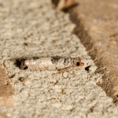 Spilonota constrictana (A Tortricid moth) at Harrison, ACT - 15 Feb 2024 by DPRees125