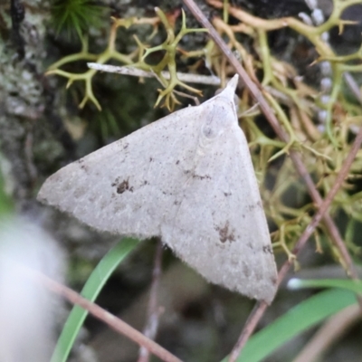 Dichromodes estigmaria (Pale Grey Heath Moth) at Moruya, NSW - 16 Feb 2024 by LisaH