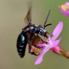 Thyreus nitidulus (Neon cuckoo bee) at Broulee Moruya Nature Observation Area - 16 Feb 2024 by LisaH