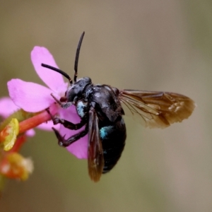 Thyreus nitidulus at Moruya, NSW - suppressed