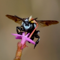 Thyreus nitidulus at Moruya, NSW - suppressed