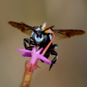 Thyreus nitidulus at Moruya, NSW - suppressed