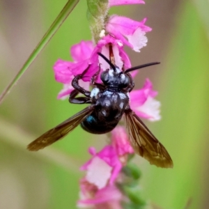 Thyreus nitidulus at Moruya, NSW - suppressed