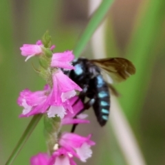 Thyreus nitidulus at Moruya, NSW - suppressed