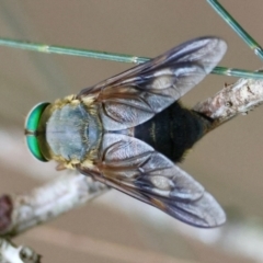 Unidentified Other true fly at Moruya, NSW - 16 Feb 2024 by LisaH