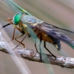 Tabanidae (family) at Moruya, NSW - suppressed