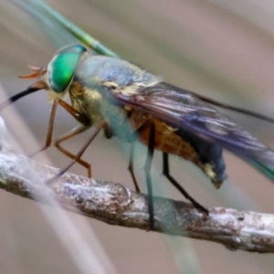 Tabanidae (family) at Moruya, NSW - suppressed