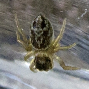 Maratus griseus at Spence, ACT - suppressed