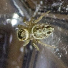 Maratus griseus at Spence, ACT - suppressed