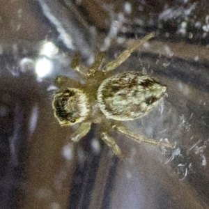 Maratus griseus at Spence, ACT - suppressed