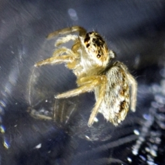 Maratus griseus at Spence, ACT - suppressed