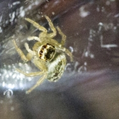 Maratus griseus at Spence, ACT - suppressed