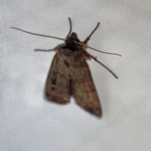 Agrotis (genus) at Aranda, ACT - 16 Feb 2024