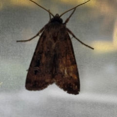 Agrotis (genus) at Aranda, ACT - 16 Feb 2024 07:27 PM