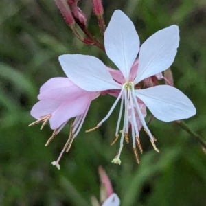 Oenothera lindheimeri at Page, ACT - 16 Feb 2024