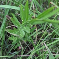 Oenothera lindheimeri at Page, ACT - 16 Feb 2024