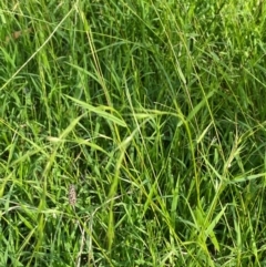 Microlaena stipoides (Weeping Grass) at Nicholls, ACT - 16 Feb 2024 by JaneR