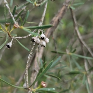 Kunzea ericoides at The Pinnacle - 15 Feb 2024 09:19 AM