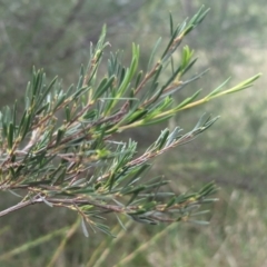 Kunzea ericoides at The Pinnacle - 15 Feb 2024 09:19 AM