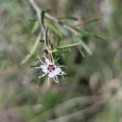 Kunzea ericoides at The Pinnacle - 15 Feb 2024 09:19 AM