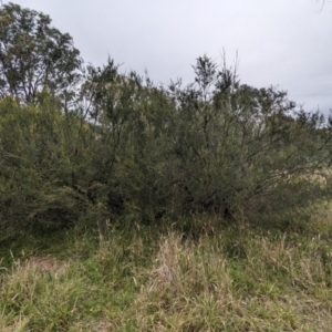 Kunzea ericoides at The Pinnacle - 15 Feb 2024 09:19 AM