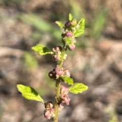 Dysphania pumilio (Small Crumbweed) at Nicholls, ACT - 16 Feb 2024 by JaneR