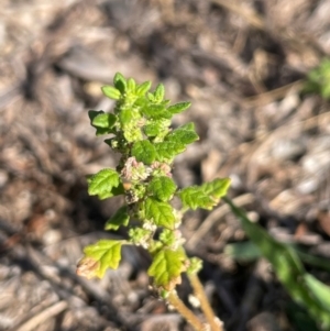 Dysphania pumilio at Percival Hill - 16 Feb 2024