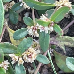 Alternanthera sp. A Flora of NSW (M. Gray 5187) J. Palmer at Percival Hill - 16 Feb 2024 by JaneR