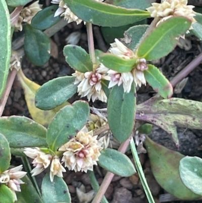 Alternanthera sp. A Flora of NSW (M. Gray 5187) J. Palmer at Nicholls, ACT - 16 Feb 2024 by JaneR