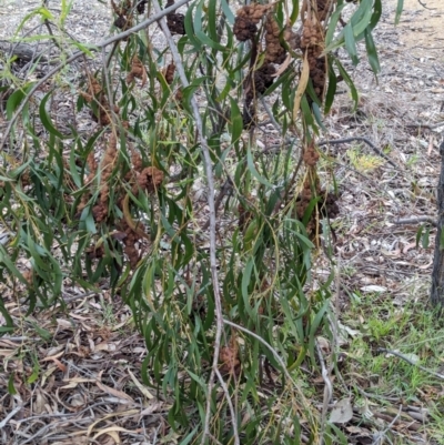 Uromycladium implexae at The Pinnacle - 15 Feb 2024 by CattleDog