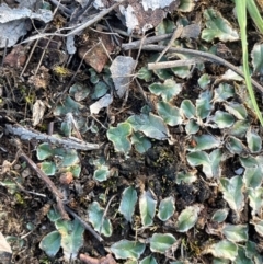 Unidentified Moss, Liverwort or Hornwort at Percival Hill - 16 Feb 2024 by JaneR